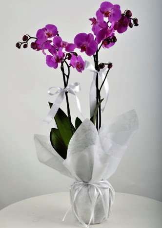 ift dall saksda mor orkide iei  Ardahan iek siparii vermek 