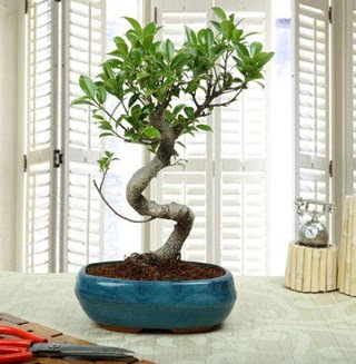 Amazing Bonsai Ficus S thal  Ardahan internetten iek siparii 