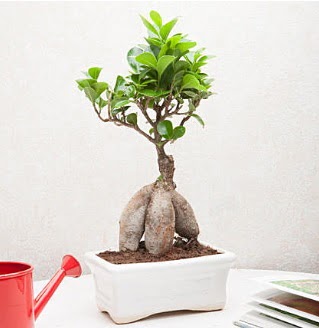 Exotic Ficus Bonsai ginseng  Ardahan iek servisi , ieki adresleri 
