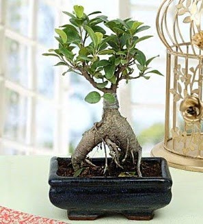 Appealing Ficus Ginseng Bonsai  Ardahan anneler gn iek yolla 