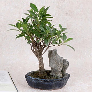 Japon aac Evergreen Ficus Bonsai  Ardahan iek gnderme sitemiz gvenlidir 