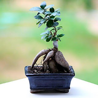 Marvellous Ficus Microcarpa ginseng bonsai  Ardahan iek siparii vermek 