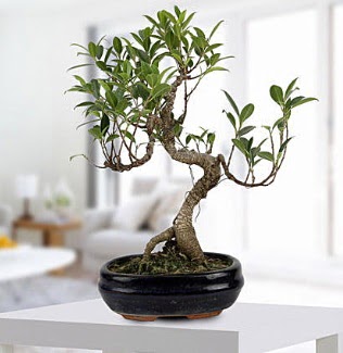 Gorgeous Ficus S shaped japon bonsai  Ardahan yurtii ve yurtd iek siparii 