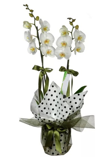 ift Dall Beyaz Orkide  Ardahan 14 ubat sevgililer gn iek 