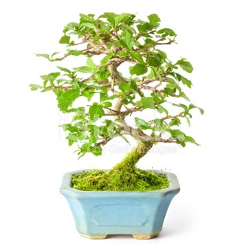 S zerkova bonsai ksa sreliine  Ardahan nternetten iek siparii 