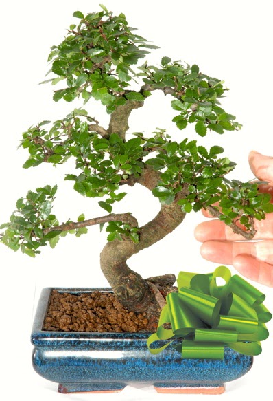 Yaklak 25 cm boyutlarnda S bonsai  Ardahan iek siparii sitesi 