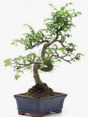 S gvde bonsai minyatr aa japon aac  Ardahan iek sat 