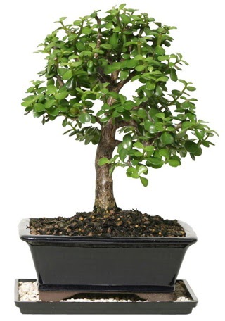 15 cm civar Zerkova bonsai bitkisi  Ardahan iek siparii sitesi 