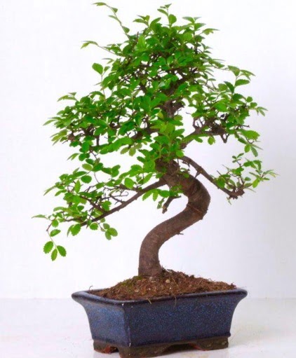 S gvdeli bonsai minyatr aa japon aac  Ardahan iek gnderme sitemiz gvenlidir 
