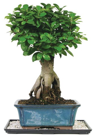 Bonsai Ginsing Grafted Ficus Bonsai  Ardahan iek yolla 