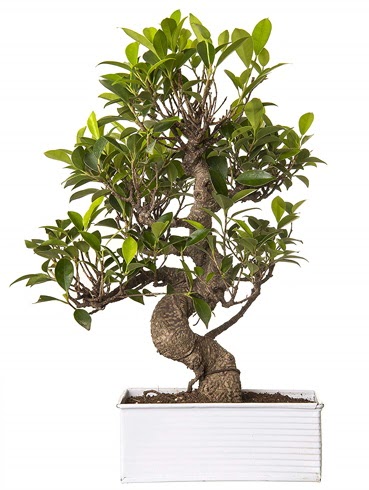Exotic Green S Gvde 6 Year Ficus Bonsai  Ardahan iek gnderme sitemiz gvenlidir 