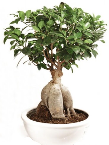 Ginseng bonsai japon aac ficus ginseng  Ardahan nternetten iek siparii 