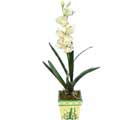 Özel Yapay Orkide Beyaz   Ardahan online çiçekçi , çiçek siparişi 