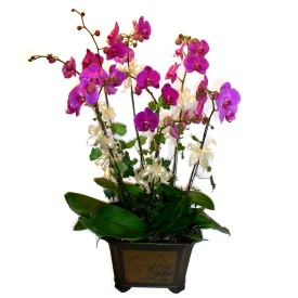  Ardahan cicek , cicekci  4 adet orkide çiçegi