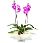  Ardahan çiçek satışı  Cam yada mika vazo içerisinde  1 kök orkide