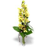  Ardahan İnternetten çiçek siparişi  cam vazo içerisinde tek dal canli orkide