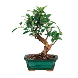  Ardahan iek siparii sitesi  ithal bonsai saksi iegi  Ardahan iek online iek siparii 