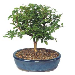  Ardahan ieki maazas  ithal bonsai saksi iegi  Ardahan online ieki , iek siparii 