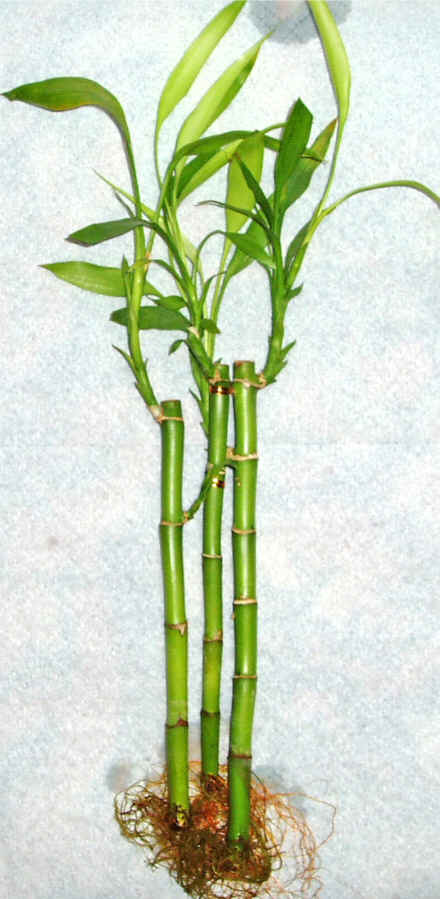 Lucky Bamboo 3 adet vazo hediye edilir   Ardahan cicek , cicekci 