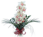  Ardahan çiçek siparişi sitesi  Dal orkide ithal iyi kalite