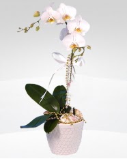 1 dallı orkide saksı çiçeği  Ardahan online çiçekçi , çiçek siparişi 