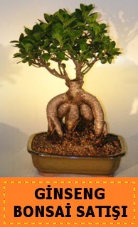 Ginseng bonsai satışı japon ağacı  Ardahan cicek , cicekci 