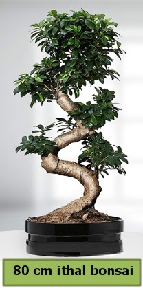 80 cm özel saksıda bonsai bitkisi  Ardahan çiçekçi telefonları 