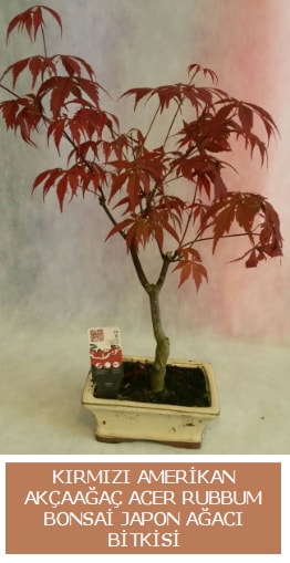 Amerikan akçaağaç Acer Rubrum bonsai  Ardahan uluslararası çiçek gönderme 