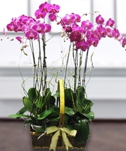 7 dallı mor lila orkide  Ardahan çiçek gönderme sitemiz güvenlidir 