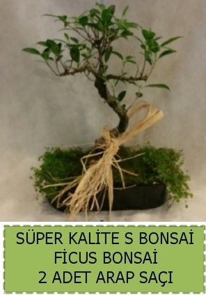 Ficus S Bonsai ve arap saçı  Ardahan çiçekçi telefonları 