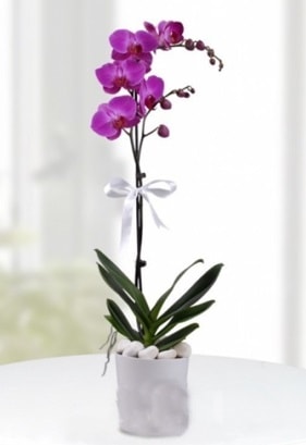 Tek dallı saksıda mor orkide çiçeği  Ardahan çiçekçiler 