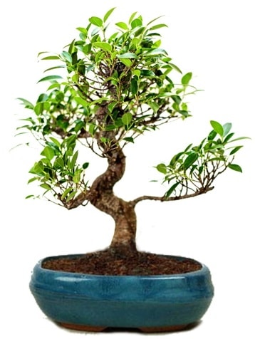 25 cm ile 30 cm aralığında Ficus S bonsai  Ardahan çiçek gönderme sitemiz güvenlidir 